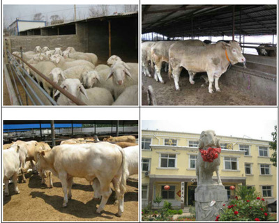 纯种西门塔尔肉牛犊改良花牛 大型肉牛养殖场的科学引种与在线服务全指南