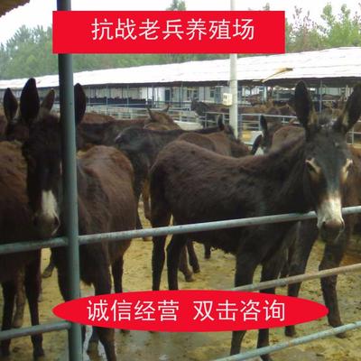 2018年养殖肉驴是挣钱项目 山东肉驴养殖基地出售肉驴苗 德州驴 乌头驴 三粉驴 养殖毛驴效益 2018好项目图片_高清图_细节图
